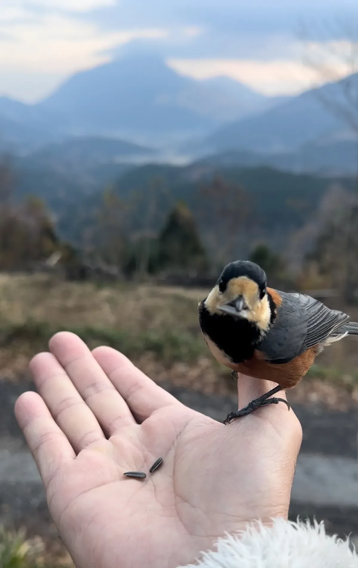 手のひらにとまる野鳥